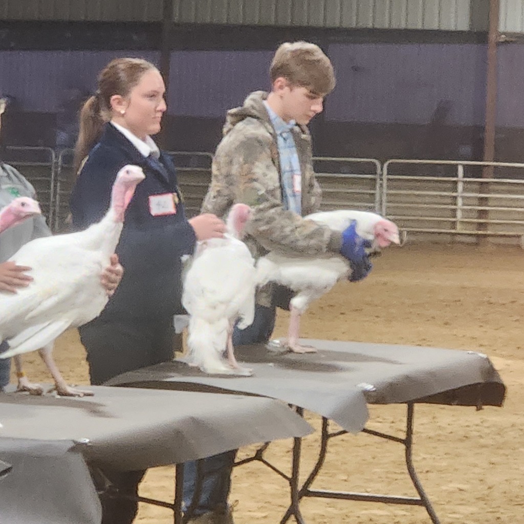 FFA students show off their white turkeys at a livestock competition on covered tables.