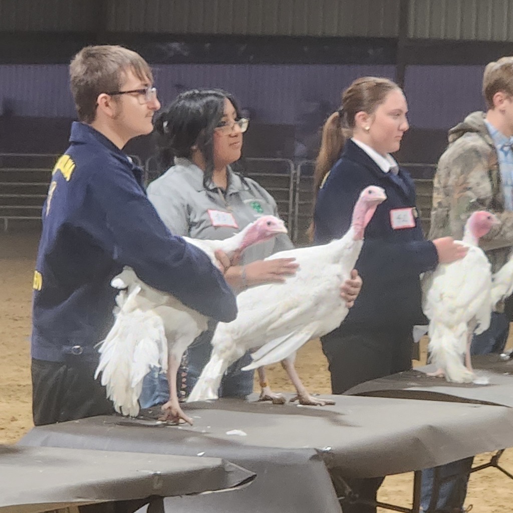 FFA students present their white turkeys on judging tables inside a show ring