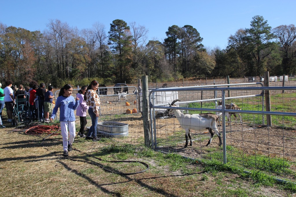 Students walk along a fenced farm area, observing goats in an outdoor agricultural setting during an educational field trip.
