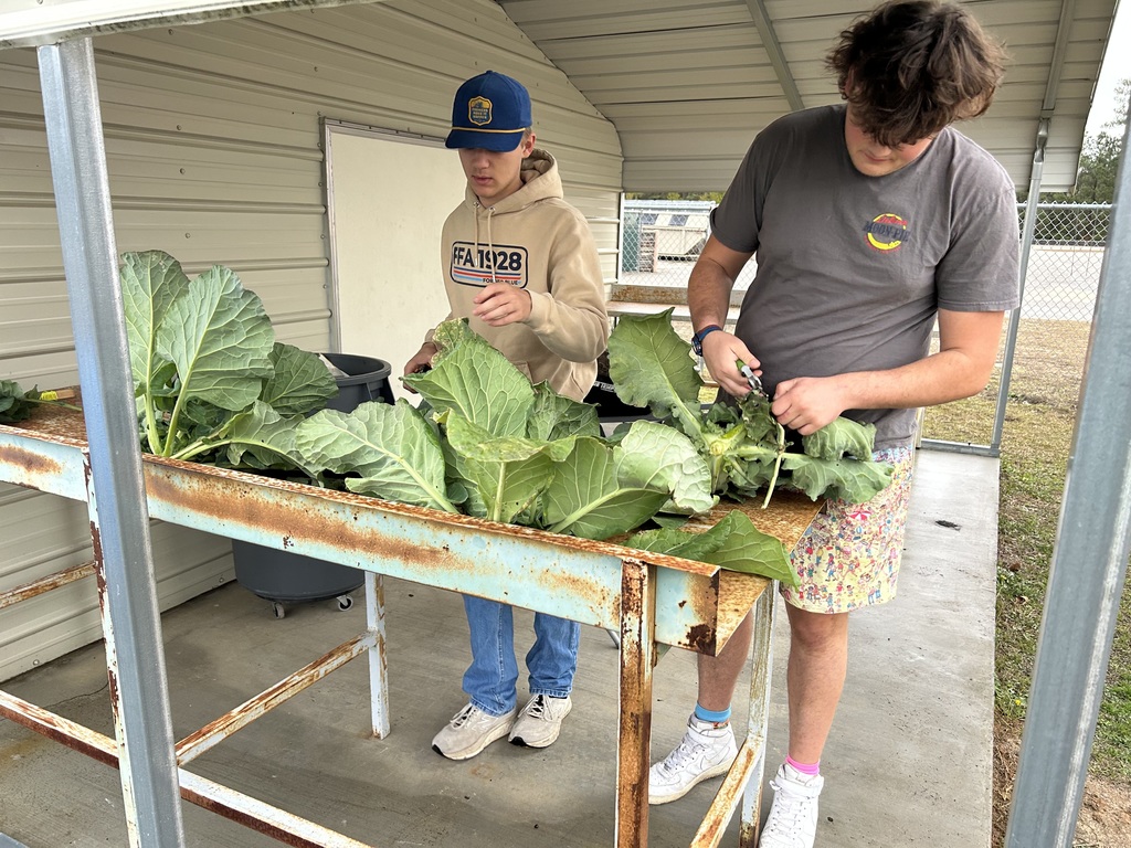 Two students in a shed trimming large green collard leaves on a metal table for processing.