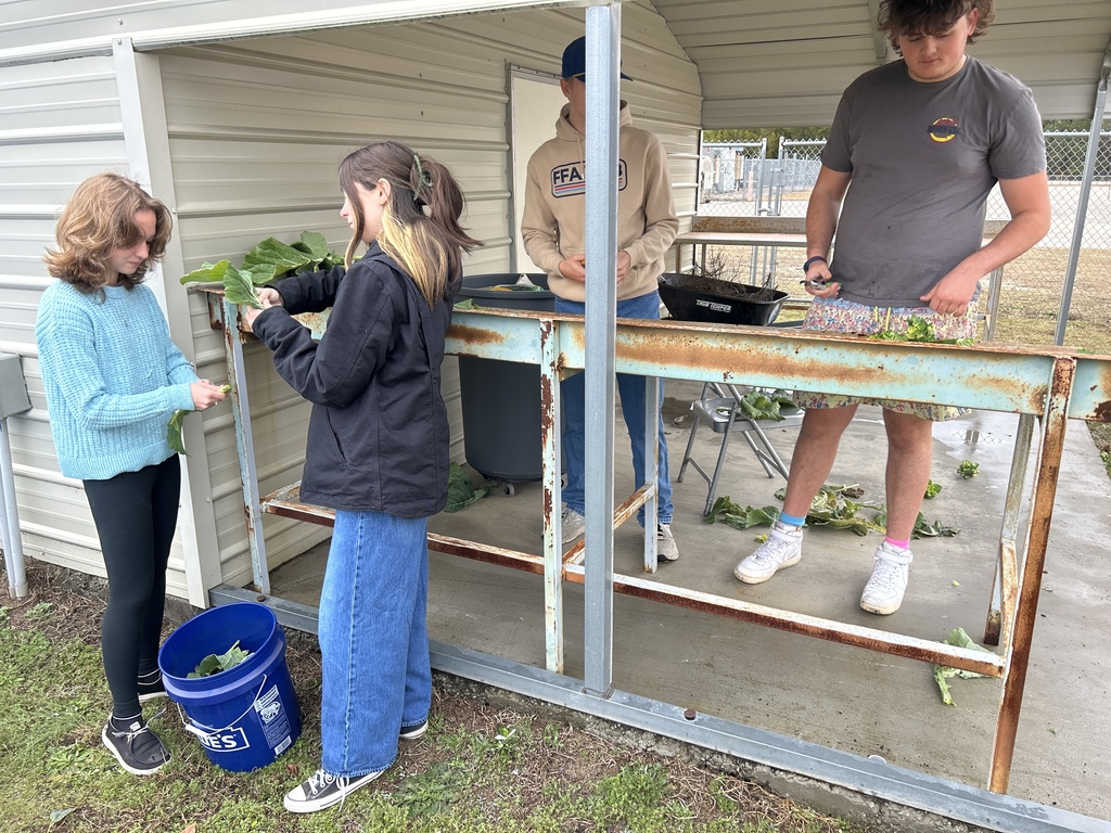 Three students working together under a metal shelter to process and sort fresh collard greens into buckets.