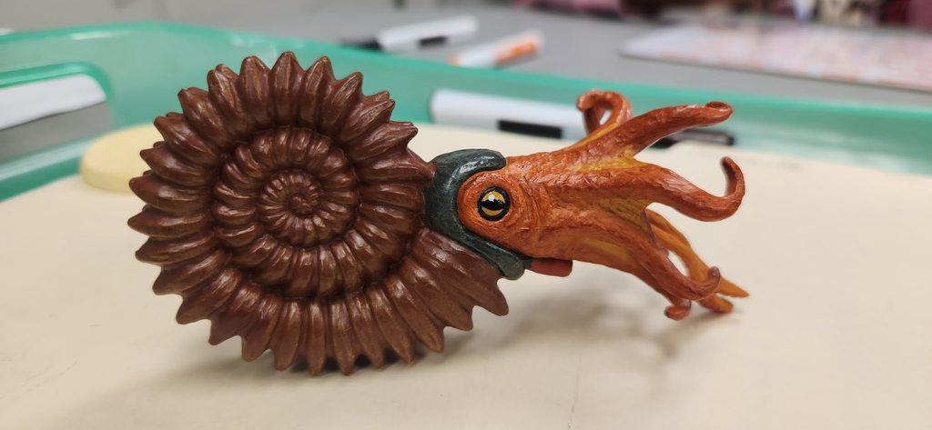 A detailed model of an ammonite with a coiled shell and tentacles displayed on a classroom table.
