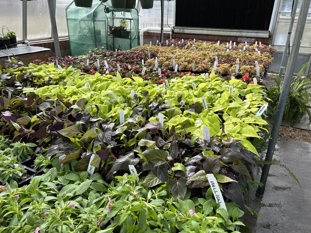 A vibrant close-up of a greenhouse bench filled with rows of healthy starter plants, including lime-green and deep purple Sweet Potato vines and variegated Coleus. In the background, a person in a purple shirt works at a neighboring wooden potting table.