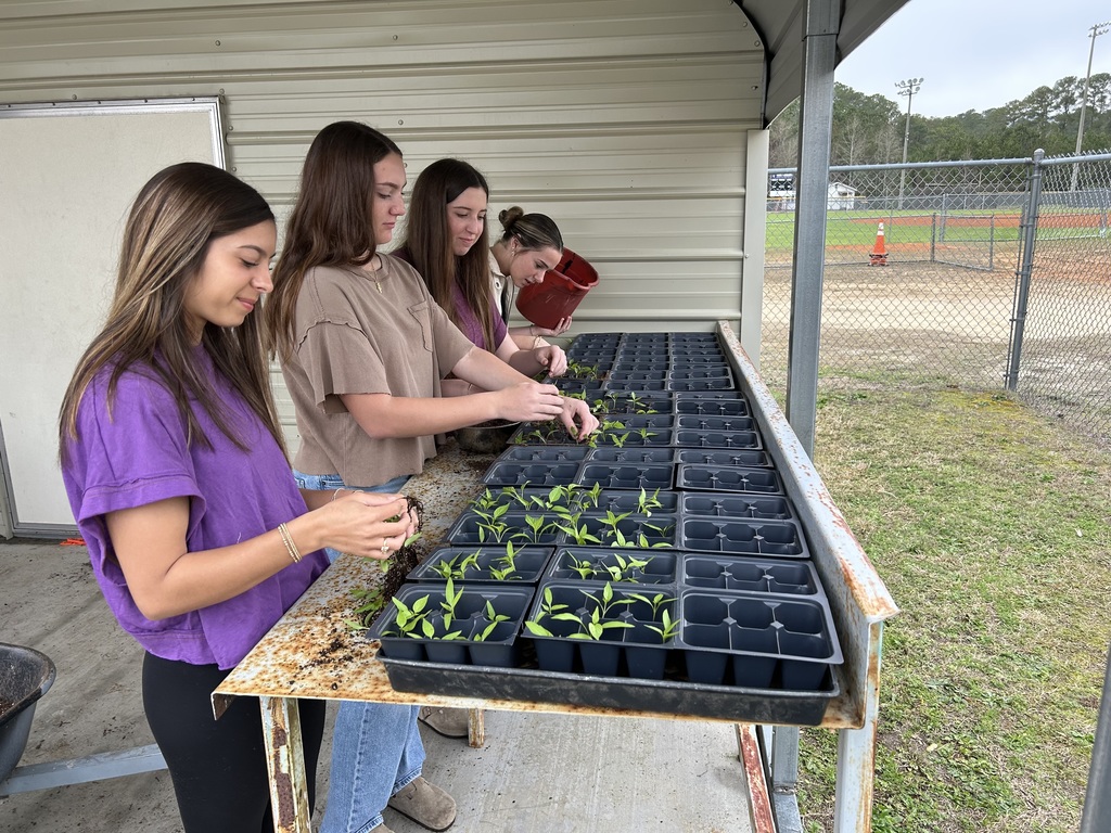 Three female students in the West Bladen High School horticulture program carefully planting seedlings into black plastic starter trays on a greenhouse workbench