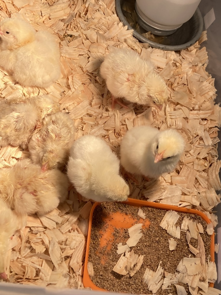 Several yellow chicks stand on wood shavings inside a container, with a feeder tray filled with food and a water dispenser visible.