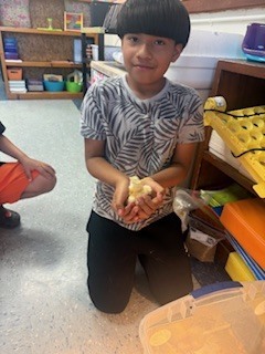 A student kneels beside the brooder bin and smiles while carefully holding a fluffy yellow chick in both hands.
