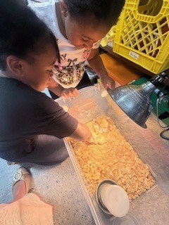 Two students reach into the brooder bin filled with wood shavings as they gently hold and observe a baby chick under the heat lamp.