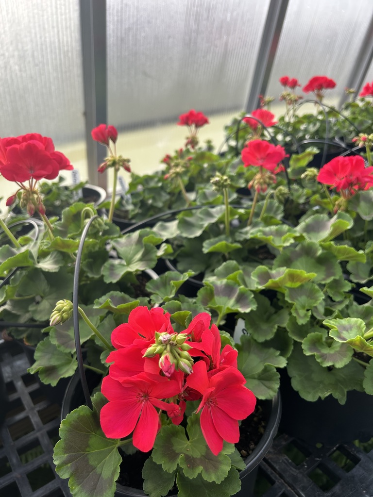 Close-up of a hanging basket containing vibrant, hot pink Petunias in full bloom. The basket is hanging from the metal frame of a large, sunlit greenhouse