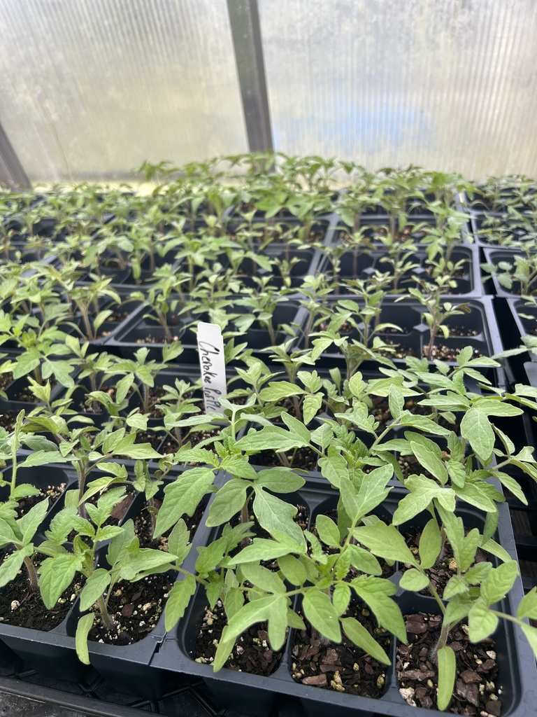 Close-up of several black plastic starter trays filled with young, green tomato seedlings growing in a greenhouse. A white plant label in the foreground reads "Chocolate Cherry.