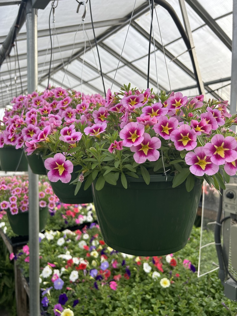 Close-up of a hanging green garden pot filled with vibrant pink and purple Calibrachoa flowers (Million Bells) inside a sunlit greenhouse