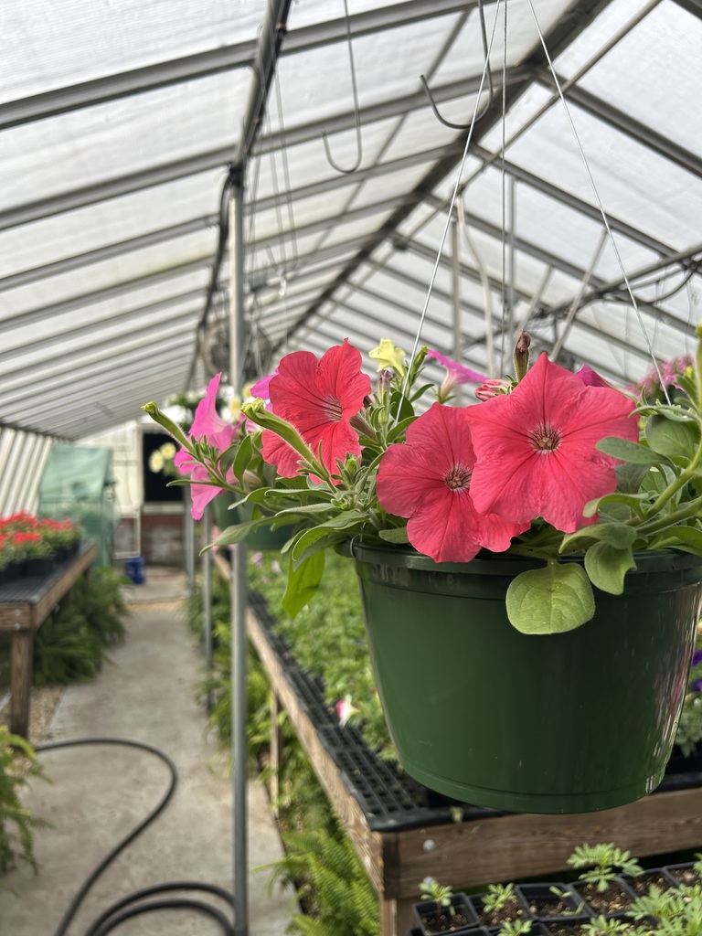 Close-up of a hanging basket containing vibrant, hot pink Petunias in full bloom. The basket is hanging from the metal frame of a large, sunlit greenhouse