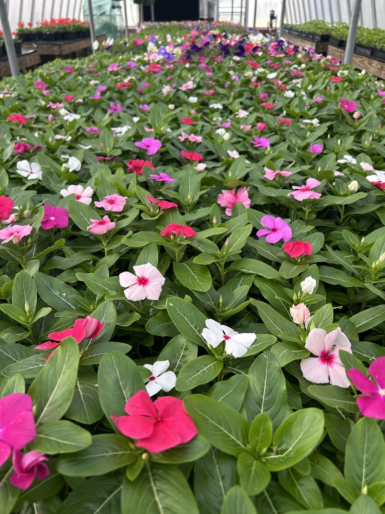 A lush, dense bed of blooming Vinca (Periwinkle) flowers in shades of bright pink, soft rose, and white with dark green leaves, growing in a greenhouse setting