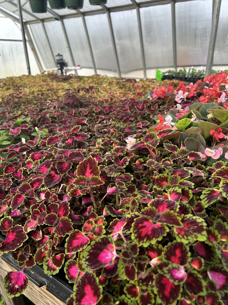 Close-up of vibrant Coleus plants with serrated leaves featuring deep burgundy centers and bright lime-green edges, growing alongside small pink flowers in a greenhouse.