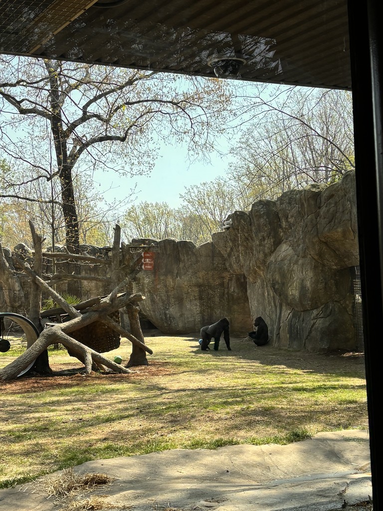 Two gorillas are in an outdoor zoo enclosure with large rocks, trees, and climbing structures, as sunlight shines over the habitat.