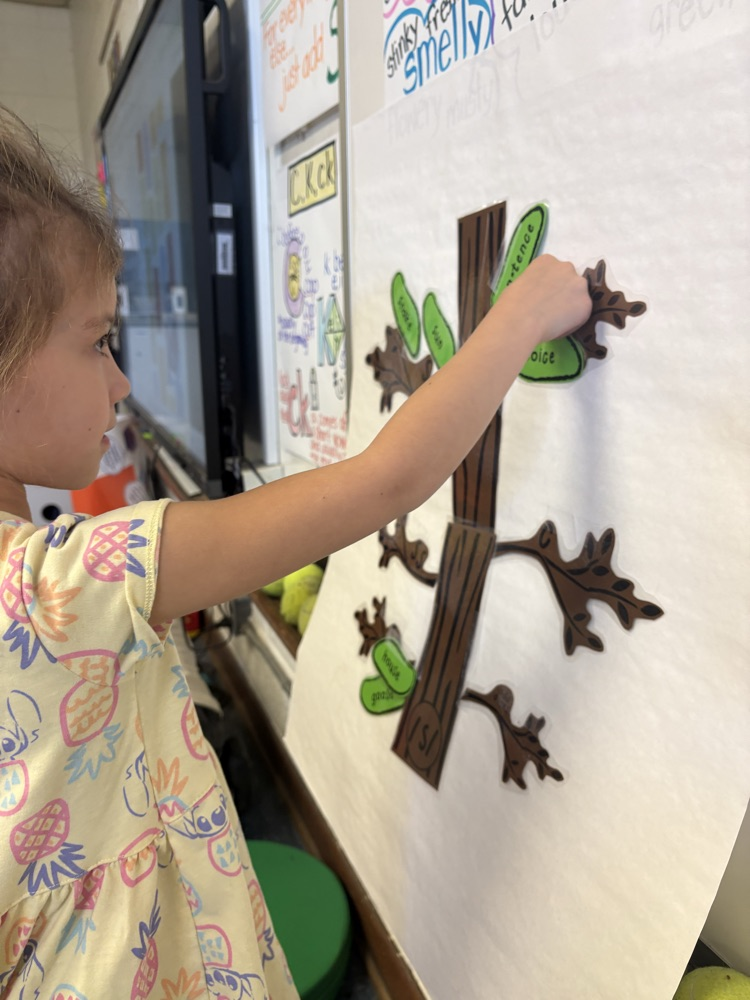 .	A young student places a word card on a CKLA spelling tree chart during a phonics activity.