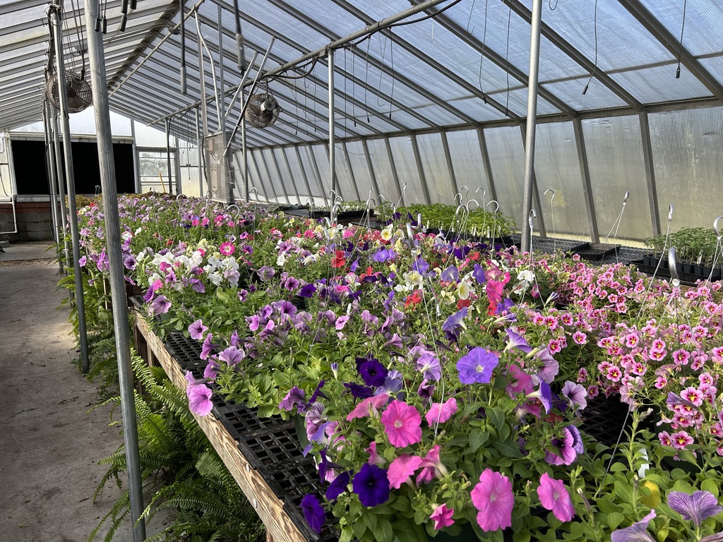 Rows of vibrant pink, purple, and white petunias in a sunny high-tunnel greenhouse. The flowers are arranged on metal benches, stretching into the distance under a plastic-covered frame.
