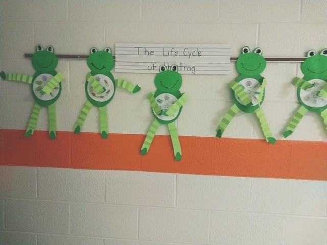 Green paper frogs with striped legs are displayed on a classroom wall under a sign reading “The Life Cycle of a Frog,” each showing different stages inside the frog’s body.