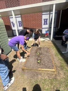 four students watering the watermelon seedlings and picking the weeds