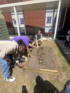 four students watering the watermelon seedlings and picking the weeds