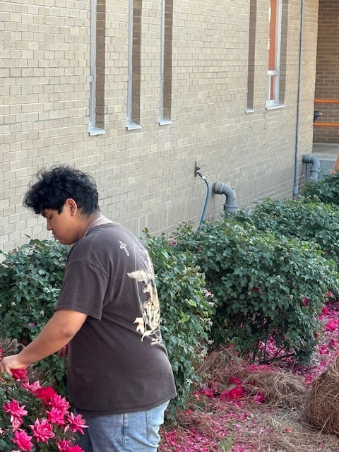 A student stands outside along a school building, picking or trimming bright pink flowers from a row of bushes.