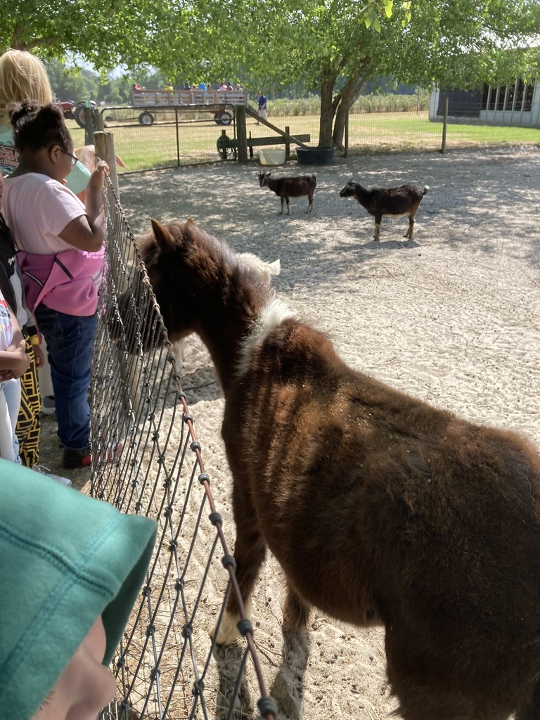 Students on a 2nd grade field trip to Cukabury Farm explore hands-on activities, including planting seeds in soil cups, observing a pig in a pen, and interacting with farm animals like goats and a pony. They ride on a wagon through open fields and enjoy time on a playground train structure, learning about plants and farm life in an outdoor setting.
