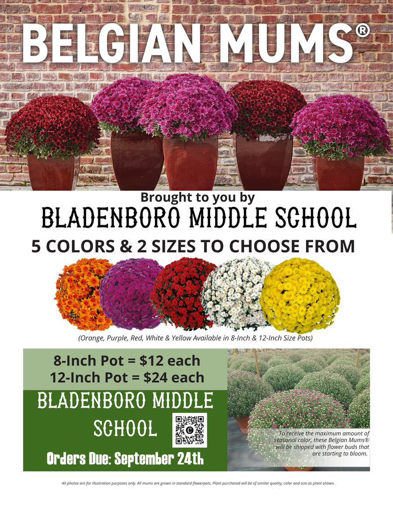 Bladenboro Middle School Belgian Mums fundraiser flyer featuring colorful fall mums. Five colors are available: orange, purple, red, white, and yellow. Mums are available in two sizes: 8-inch pots for $12 each and 12-inch pots for $24 each. Orders are due September 24. A QR code is included on the flyer for ordering.