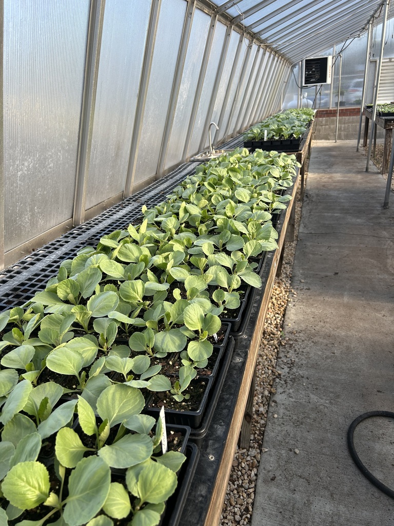 Plants inside a greenhouse.
