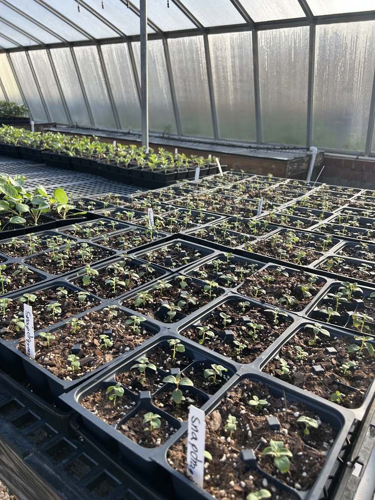 Plants inside a greenhouse 
