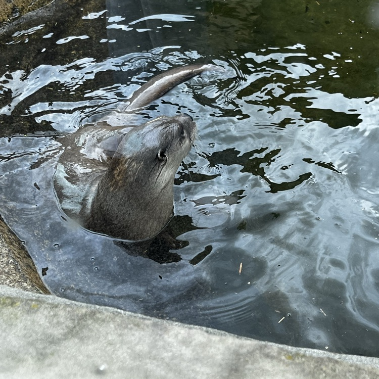 Kindergarten Field trip to Akron Zoo