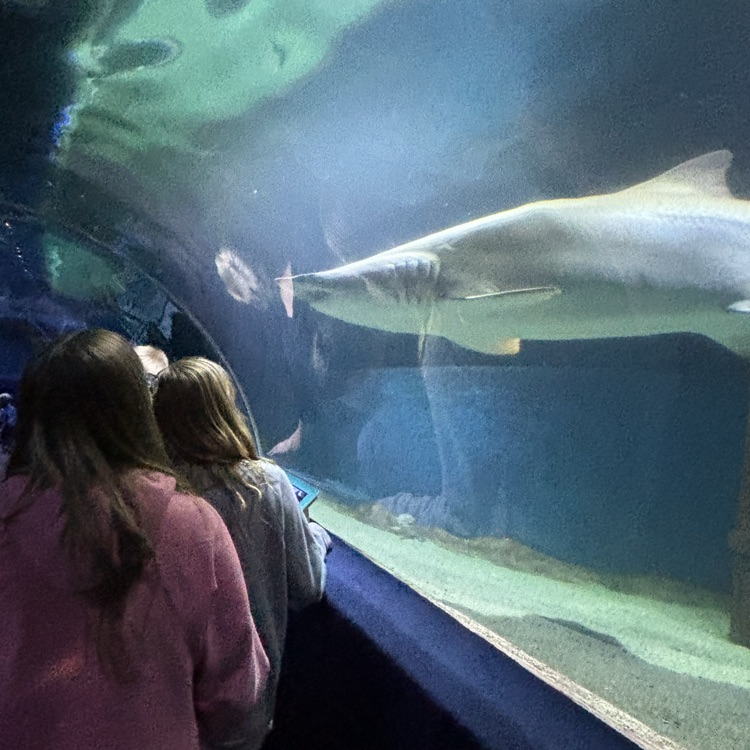 5th grade visiting the Aquarium 