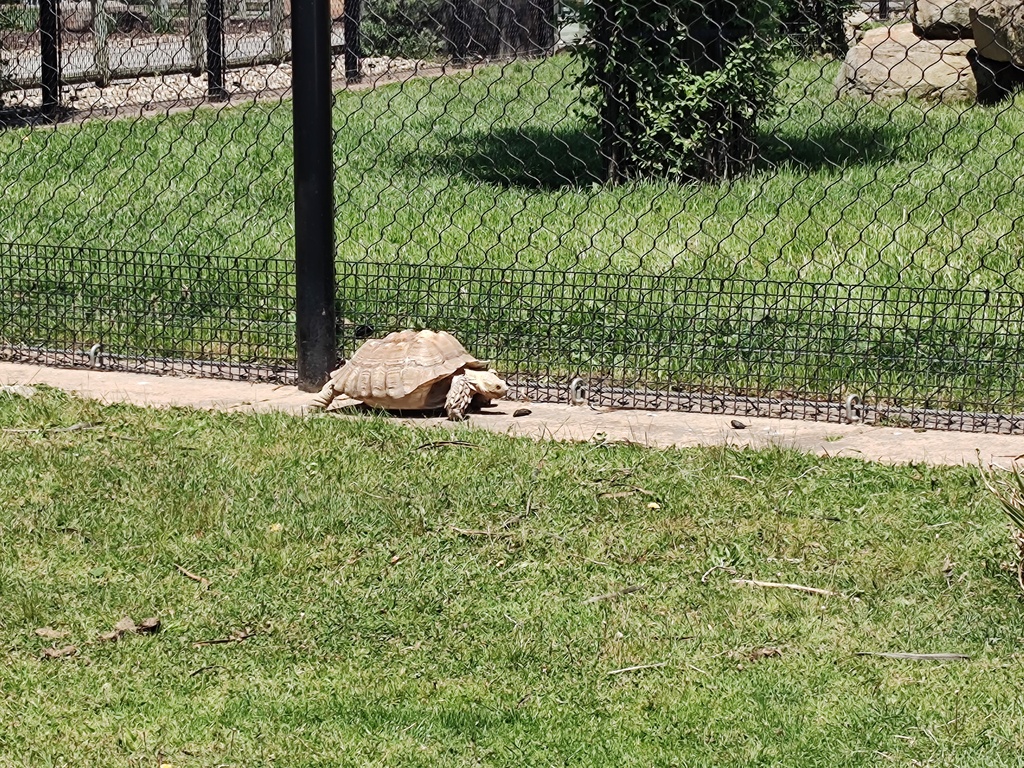Preschool Field Trip to Keystone Safari
