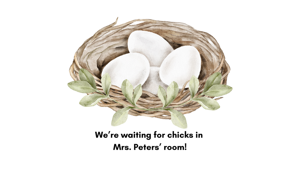 Birds Nest Illustration