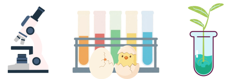 Science Fair and Baby Chicks