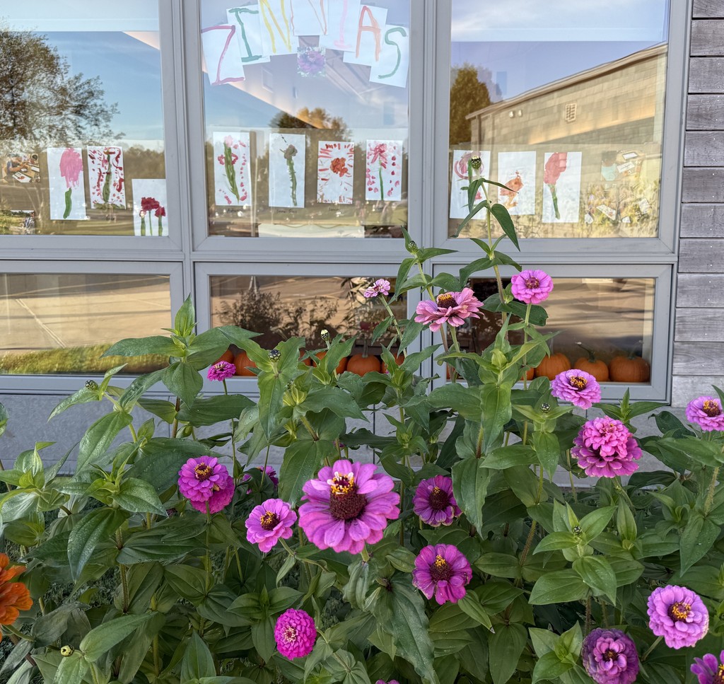 Zinnias outside a building with pictures of children's drawings on window.
