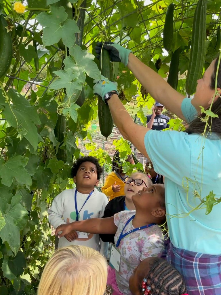 Picking vegtables