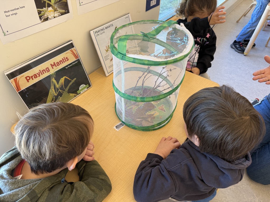 Two students looking at recently hatched praying mantis.
