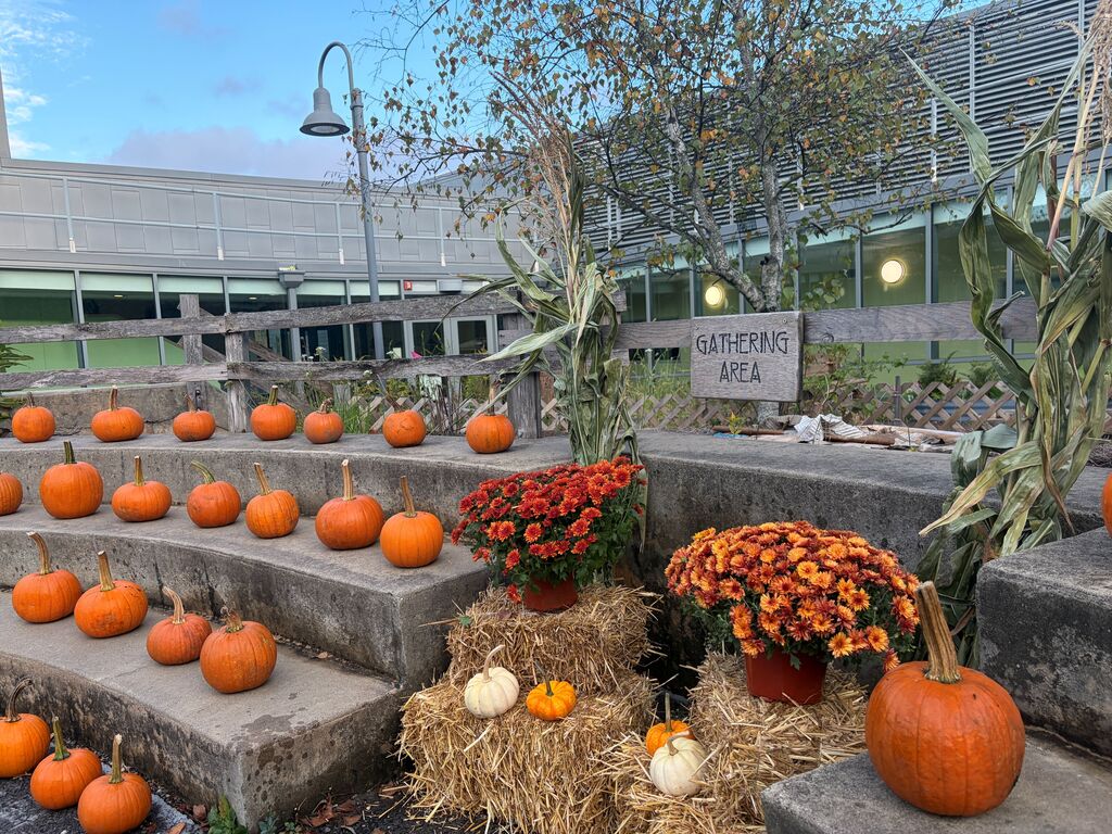 Pumpkin Patch