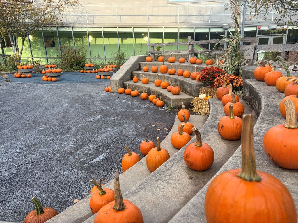 Pumpkin Patch