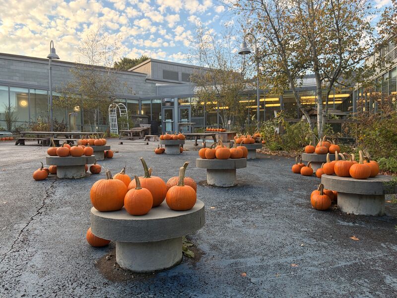 Pumpkin Patch