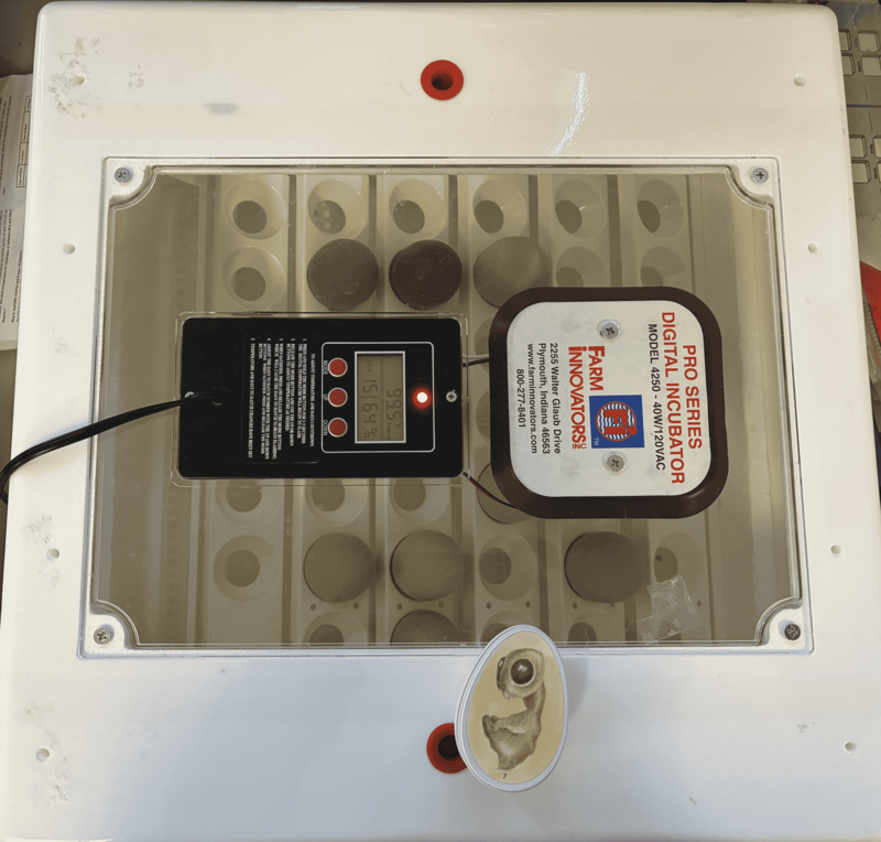 Egg Incubator