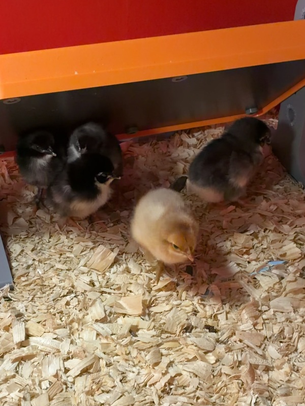 Five Baby Chicks!