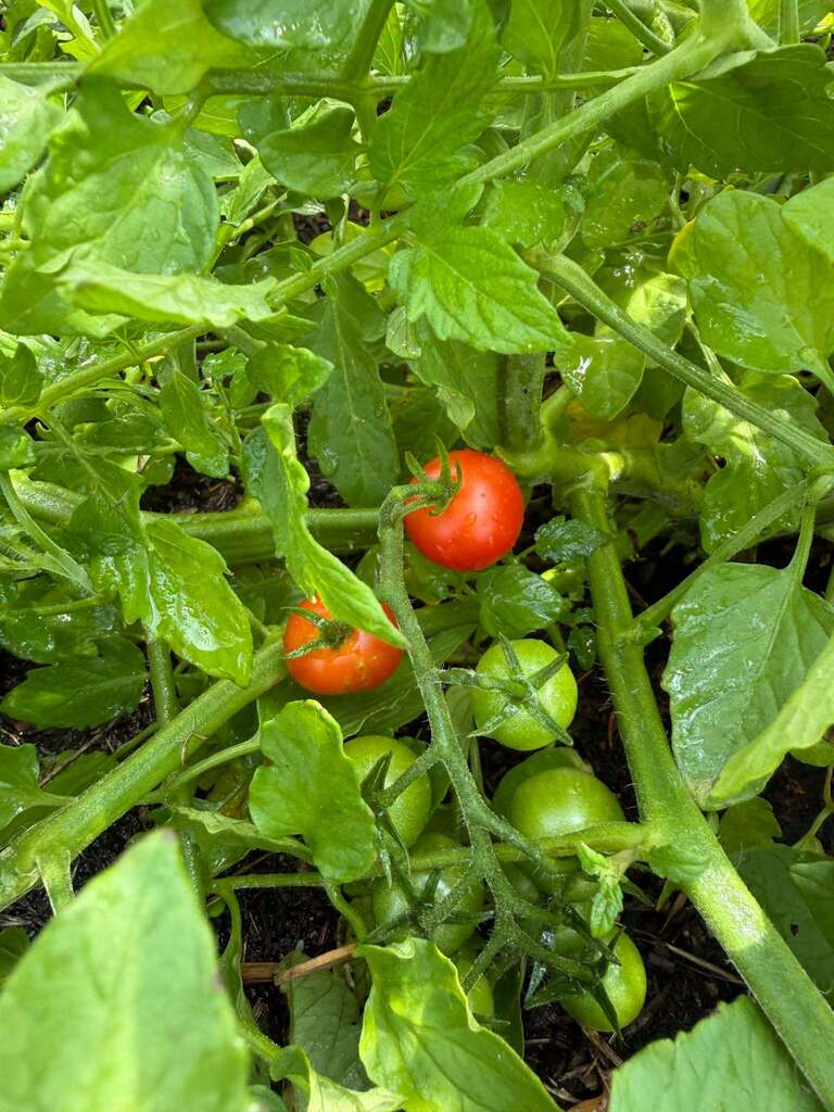 veggies