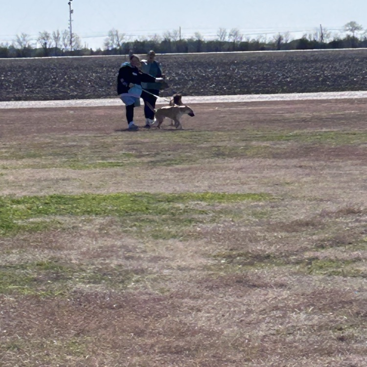 students and staff walking dogs
