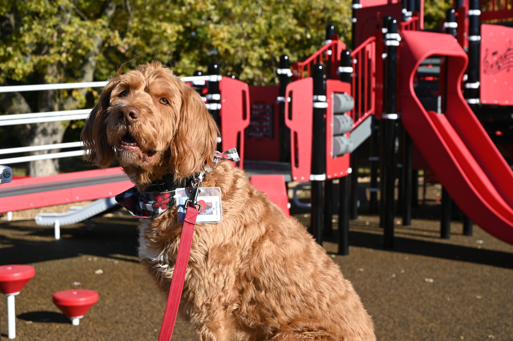 Stevenson inclusive playground ribbon cutting