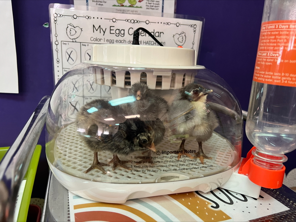 Chicks at Sarah Raymond