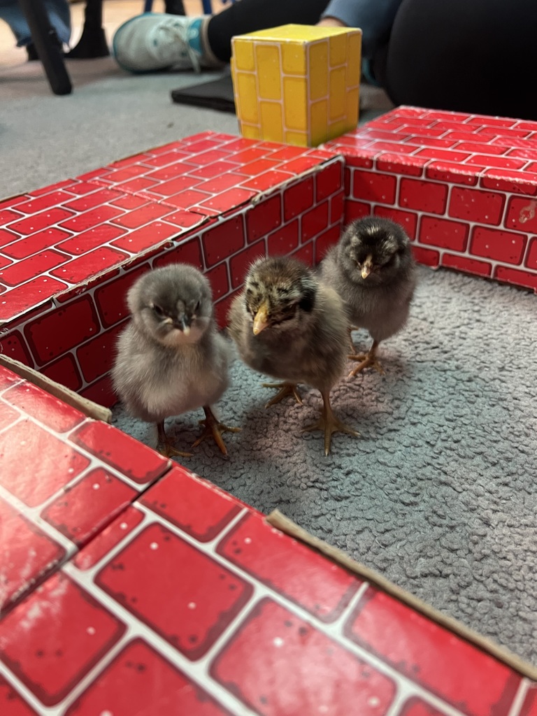 Chicks at Sarah Raymond