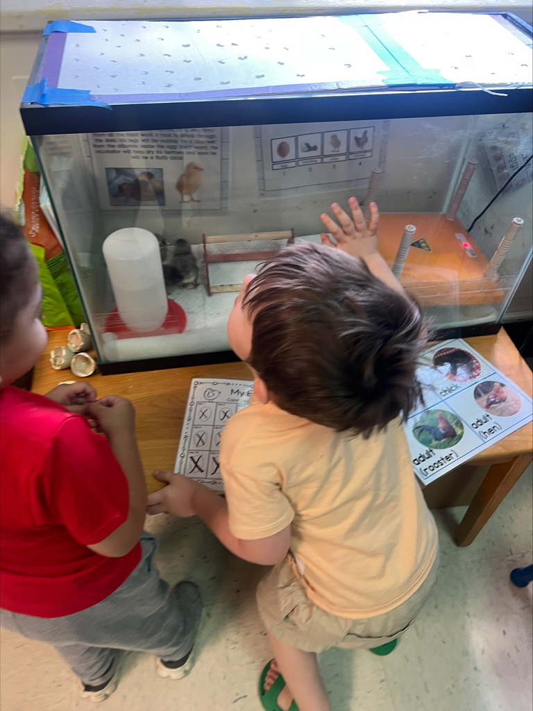 Chicks at Sarah Raymond