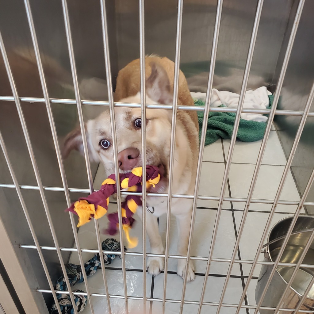 Student council pet toy initiative