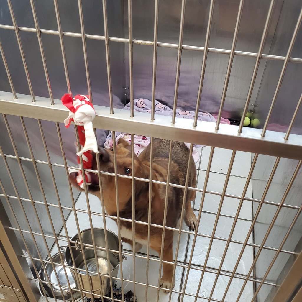 Student council pet toy initiative