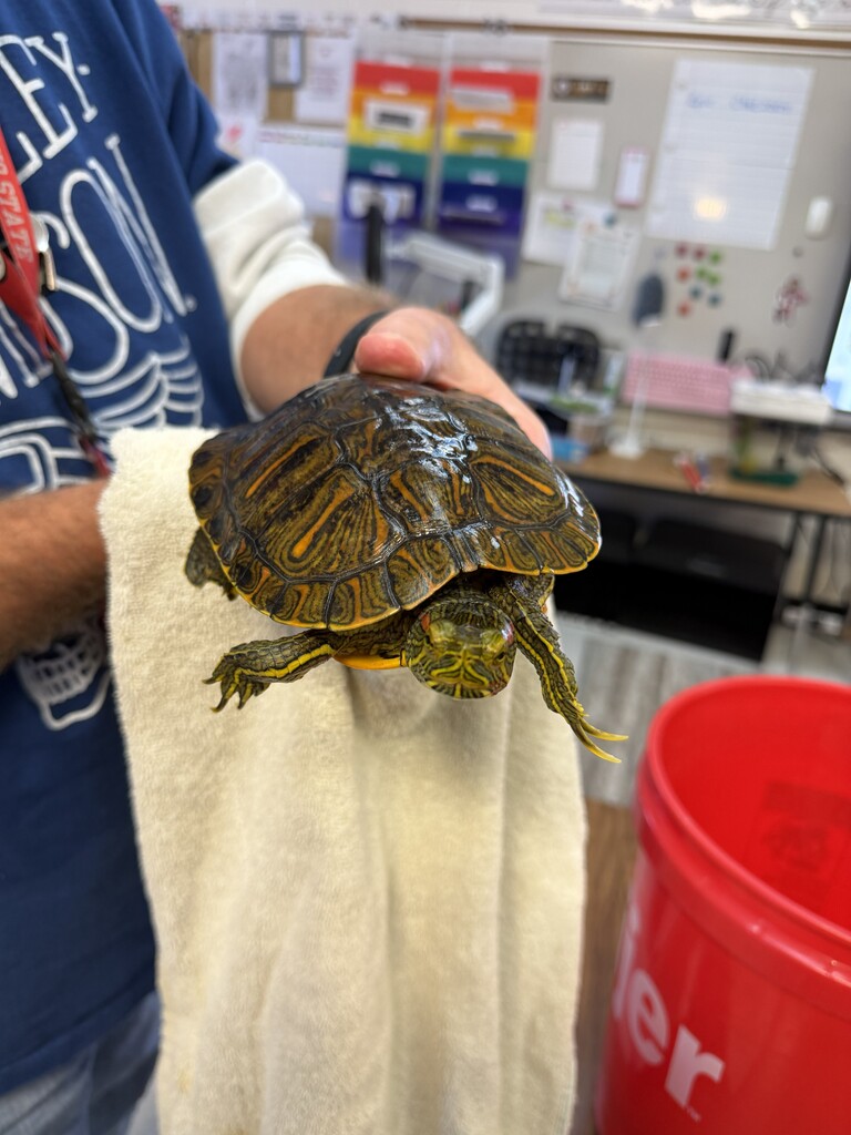 Fred the Turtle